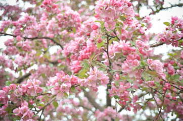 Flowering Apple Tree with Pink Blossoms in Spring