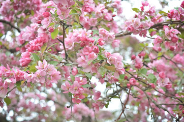Flowering Apple Tree with Pink Blossoms in Spring