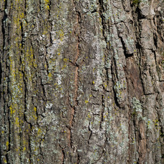 Background texture of the bark of an old tree