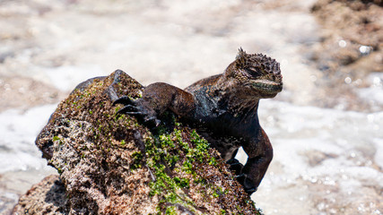 Yo Lizard or Godzilla?