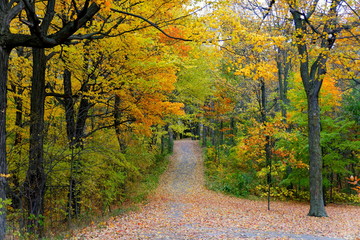 The view of of a hiking trail with stunning fall foliage near Mount Royal, Montreal, Canada