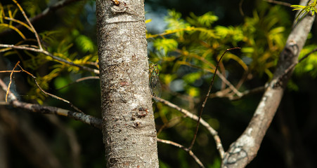 Obraz premium Cicada on tree at Queen Charlotte track in Marlborough Sounds New Zealand