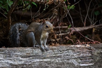 Naklejka na ściany i meble Squirrel eating on log with bushes