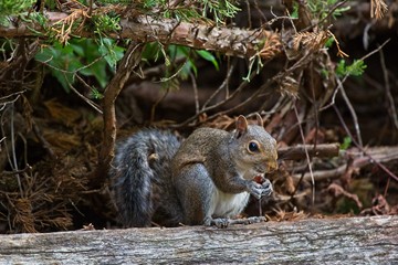 Naklejka na ściany i meble Squirrel eating on log with bushes