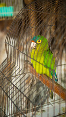 Single Close up of a Bright Green and Yellow Parakeets in Street Market in Mexico