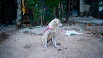 Two Chickens in Small Wire Cage In Small Mexican Neighborhood