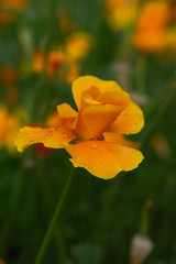 Fototapeta premium Beautiful Field of Poppies