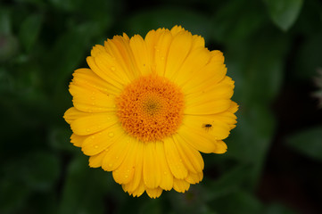 Beautiful Flower in Garden Outdoors