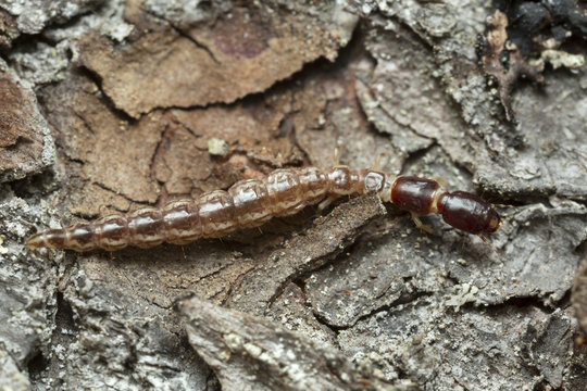 Snakefly, Raphidioptera larva on pine bark