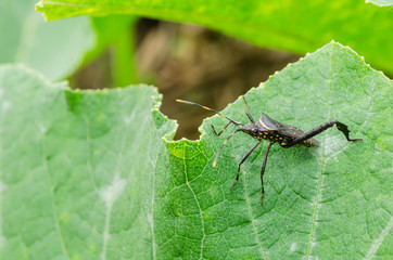 Side Of Leptoglossus Gonagra (Leaf-footed Bug) On Pumpkin Leaf