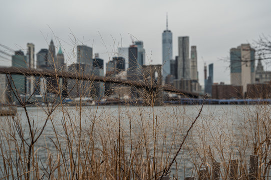 Pflanzen vor Brooklyn Bridge und New York Panorama
