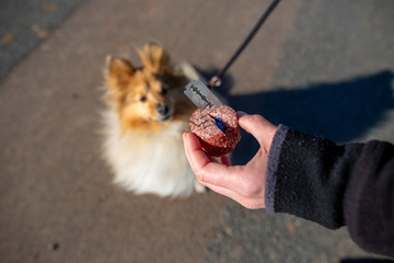 Shetland sheepdog in front of a dog bait