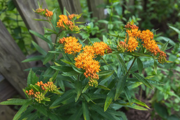 Butterfly Weed in a Home Garden