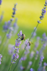 Bee on Lavender Plant