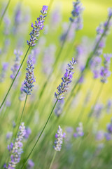 Lavender Plant in the Garden