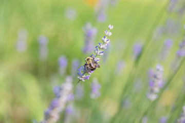 Bee on a Lavender Plant