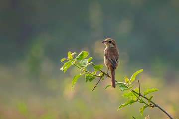 sparrow on a branch