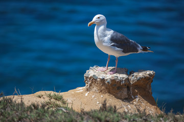 Seagull in La Jolla, San Diego
