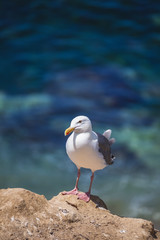 Seagull in La Jolla, San Diego