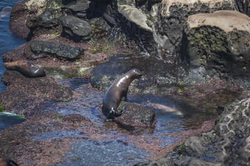 Seals and Sea Lions in La Jolla