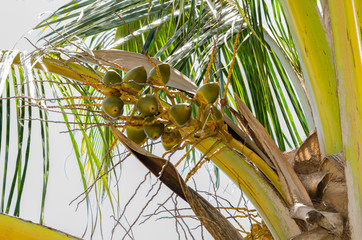 Side View Of Small Coconut In Sheathe