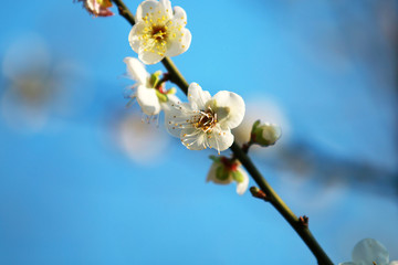 Pear flowers blooming in the park
