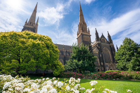 St Patrick's Cathedral. Spire a Roman Catholic Cathedral church and beautiful garden with blue sky at Eastern hill in Melbourne, Victoria, Australia