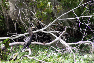 Anhinga with fish_05