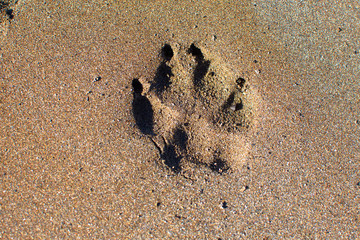 Dog paw print in the sand