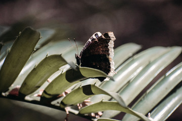 Butterfly Landing