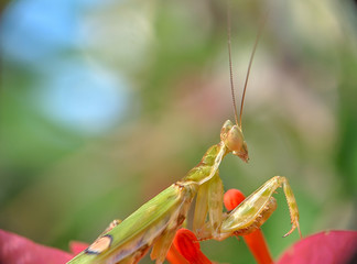 Close up detail of Praying Mantis.  Praying Mantis image is wild with blur background. Praying Mantis isolated on flower.