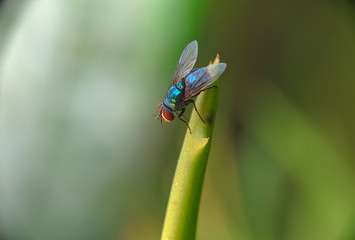 Oriental Latrine Fly - Green flies, close up details of flies