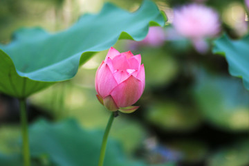 The lotus blooms in the pond