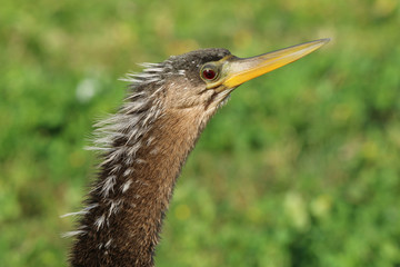 Anhinga, Head shot_02