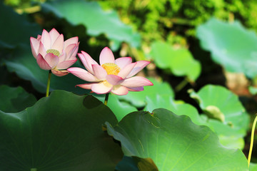 The lotus blooms in the pond