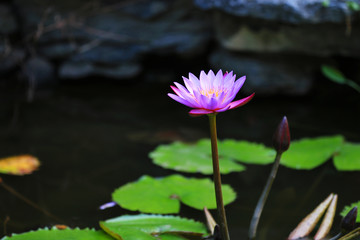 The lotus blooms in the pond