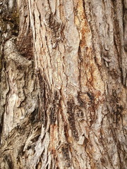 Obraz premium Wood Background.Seamless bark tree texture. Background texture of tree bark. Skin the bark of a tree that traces cracking.