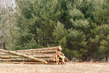 A pile of white pine logs with white pines in the background.