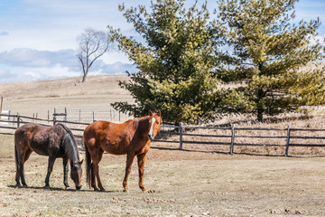 A bay and a chestnut horse with winter coats in a pasture in early spring or winter.