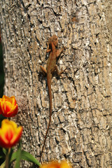 A  lizard on a tree