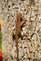 A  lizard on a tree