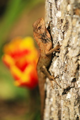 lizard on trunk