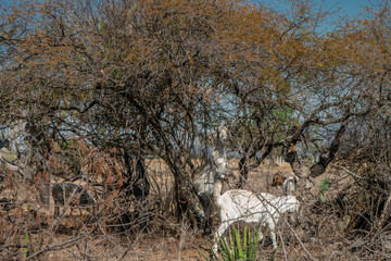 cabras color blanco comiendo de árboles secos en Peña al Aire estado de hidalgo Mexico