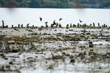 The little crow that flies by the lake