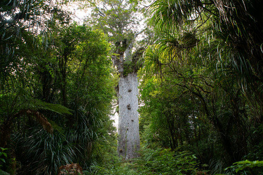 Tāne Mahuta kauri tree in New Zealand