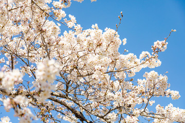 桜の花と青空