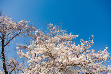 桜の花と青空