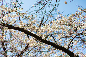 桜の花と青空