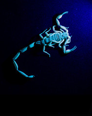 UV Scorpion