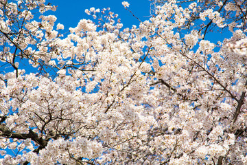 桜の花と青空